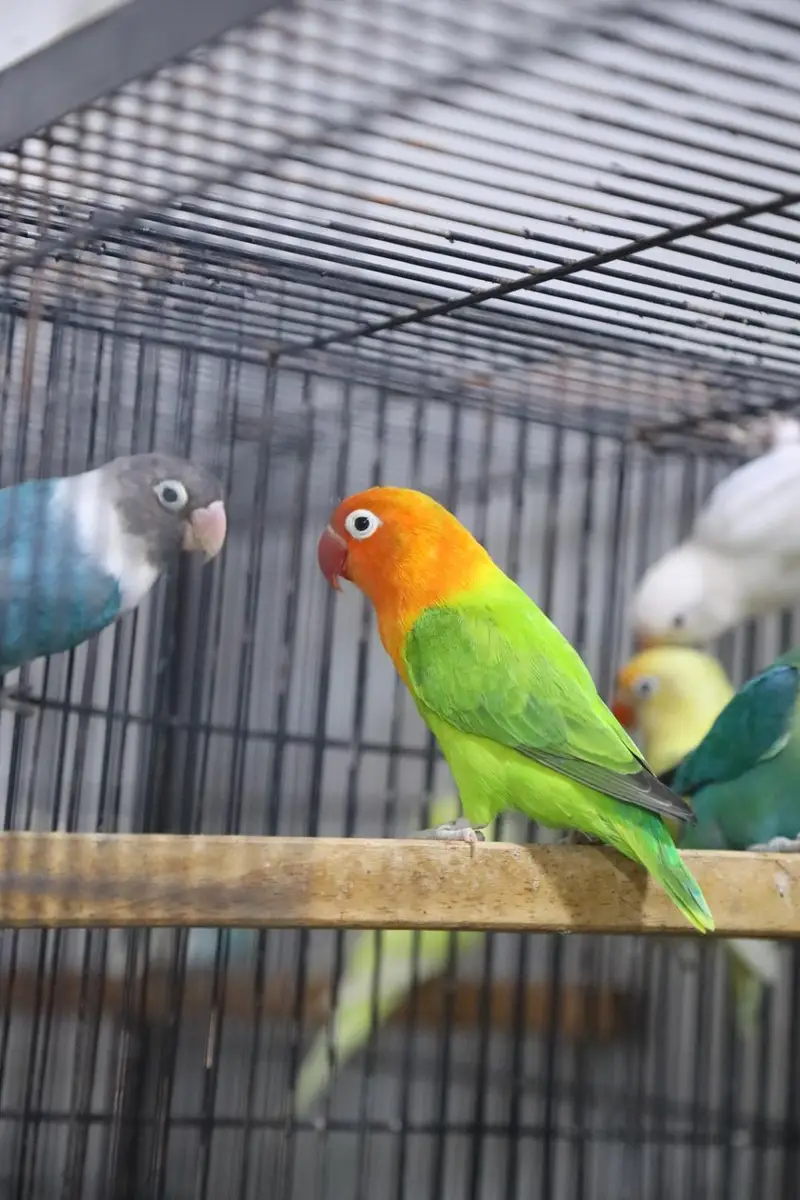 green opaline pair and parblue palefallow green opaline palefallow — photo 2