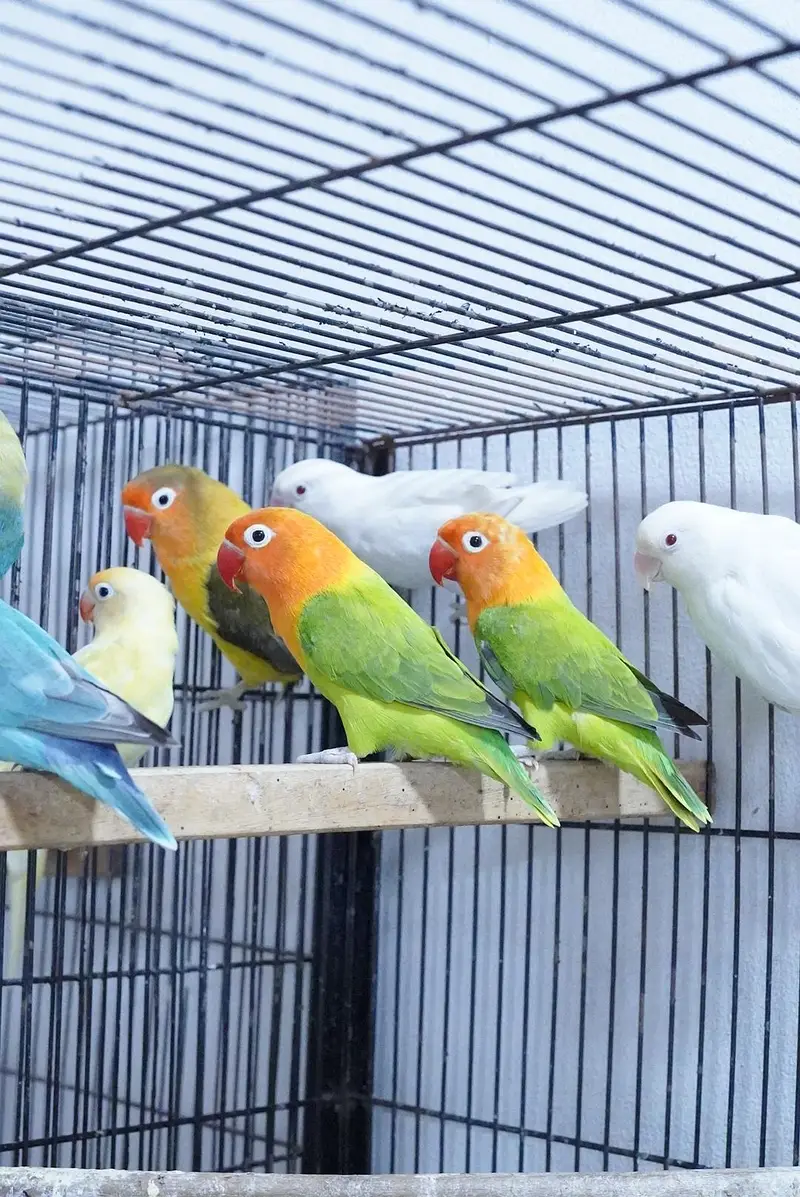 green opaline pair and parblue palefallow green opaline palefallow — photo 3
