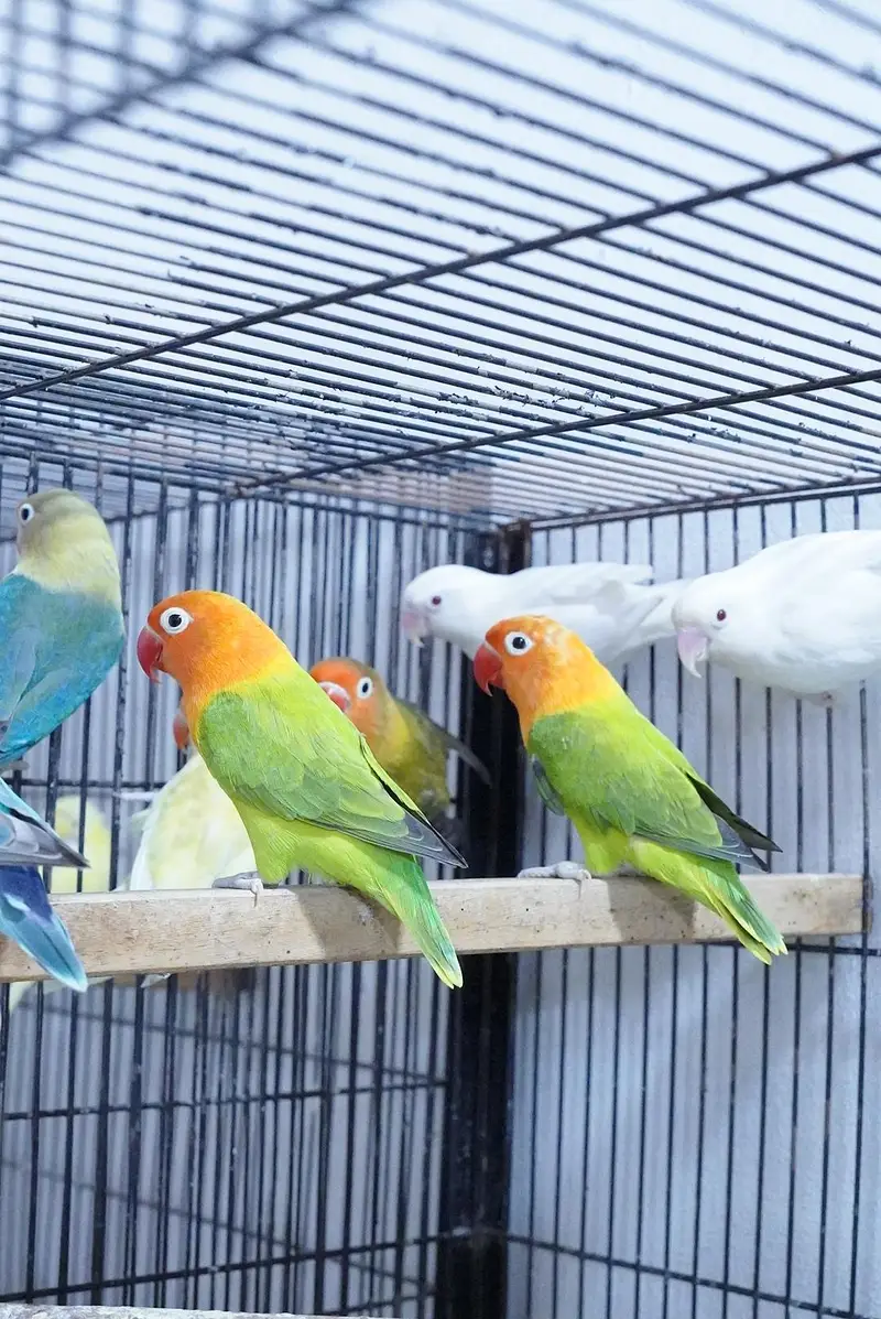green opaline pair and parblue palefallow green opaline palefallow — photo 4