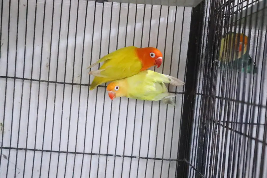green opaline pair and parblue palefallow green opaline palefallow — photo 7