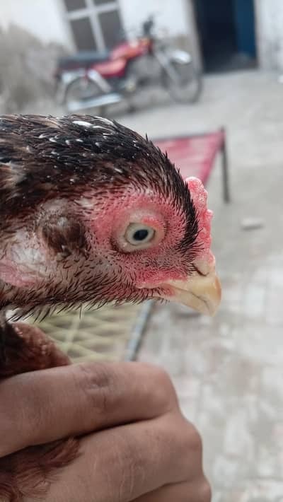 Aseel Quality Aseel male with 2 outclass quality females (03296520637)
