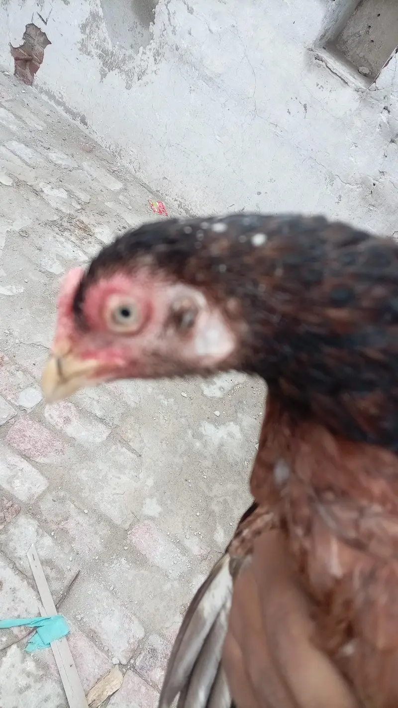 Aseel Quality Aseel male with 2 outclass quality females (03296520637) — photo 3