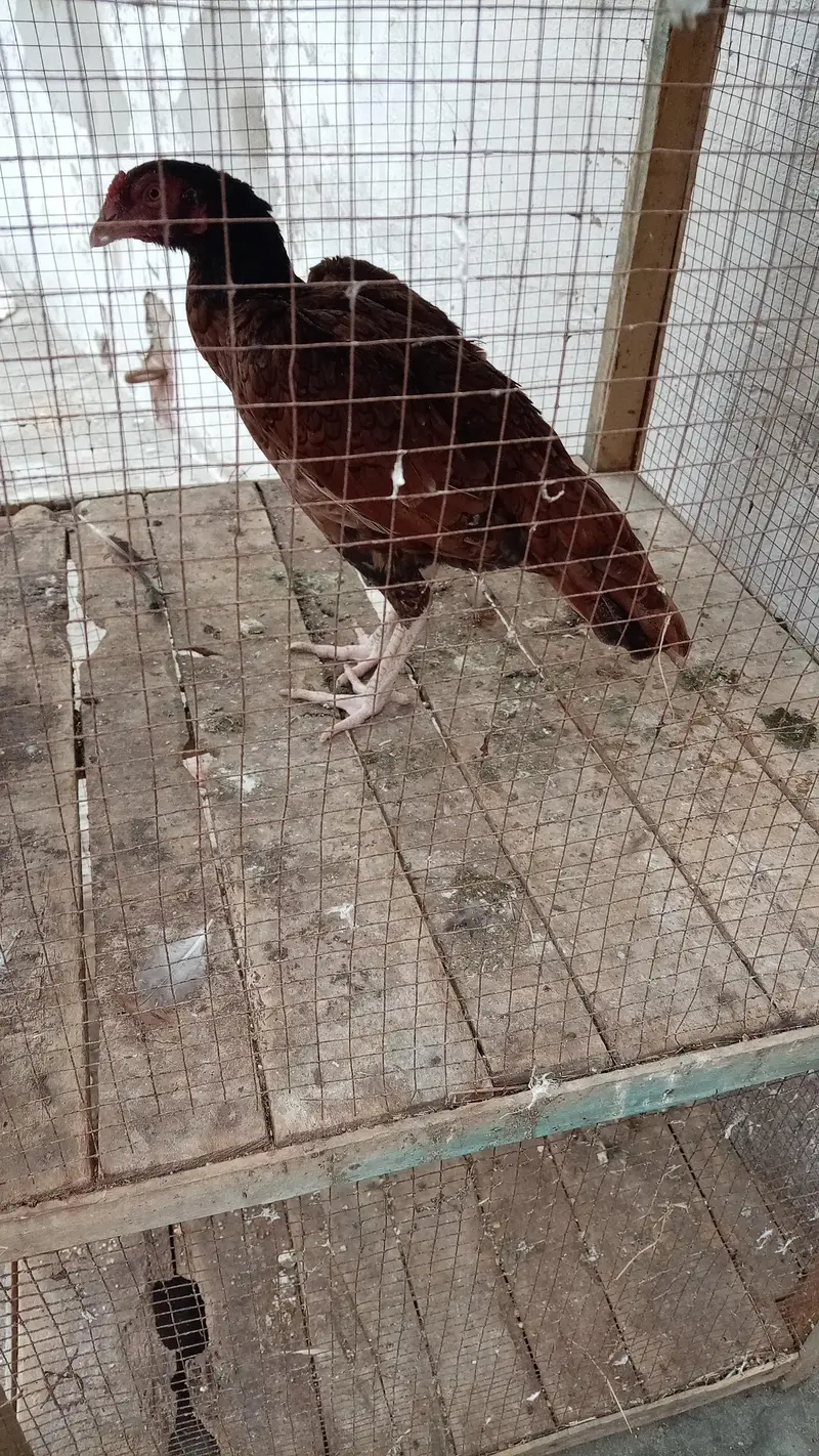 Aseel Quality Aseel male with 2 outclass quality females (03296520637) — photo 5