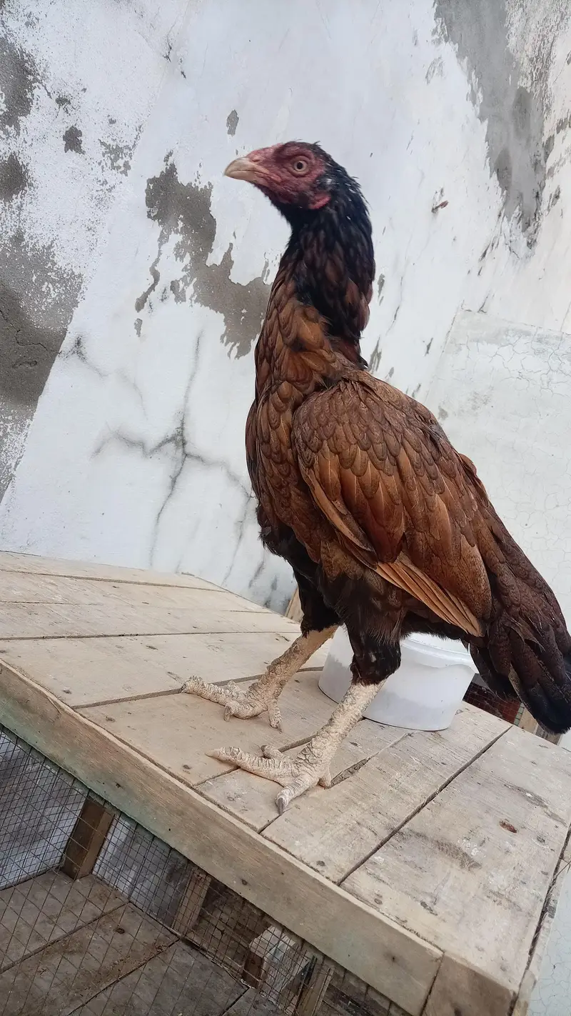 Aseel Quality Aseel male with 2 outclass quality females (03296520637) — photo 6