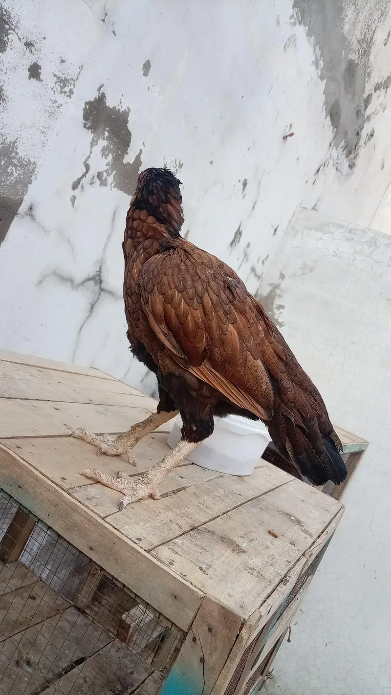 Aseel Quality Aseel male with 2 outclass quality females (03296520637) — photo 7