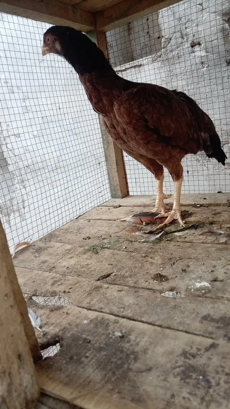 Aseel Quality Aseel male with 2 outclass quality females (03296520637) — photo 8