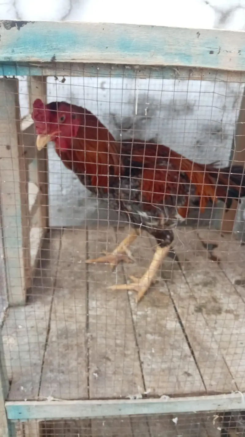 Aseel Quality Aseel male with 2 outclass quality females (03296520637) — photo 9