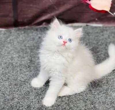 person cat for sale