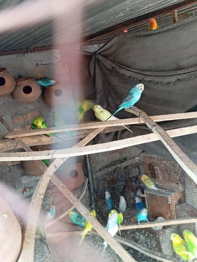 Australian parrots for sale