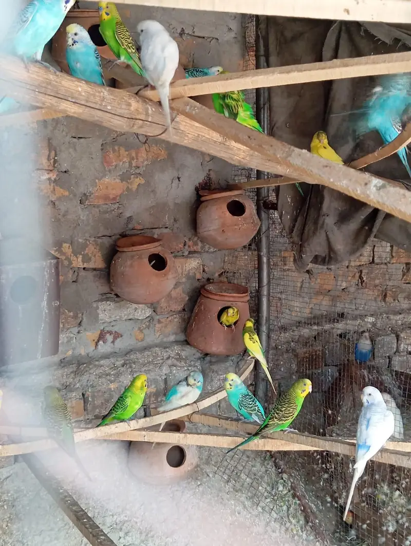 Australian parrots for sale — photo 2