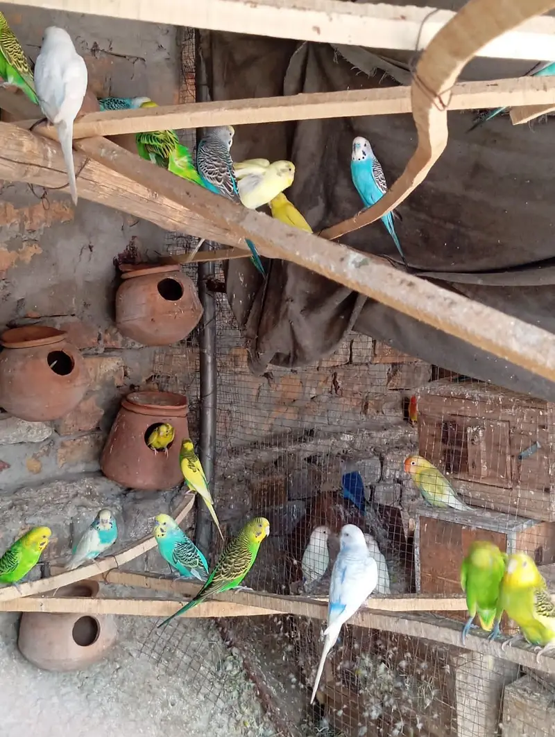 Australian parrots for sale — photo 3