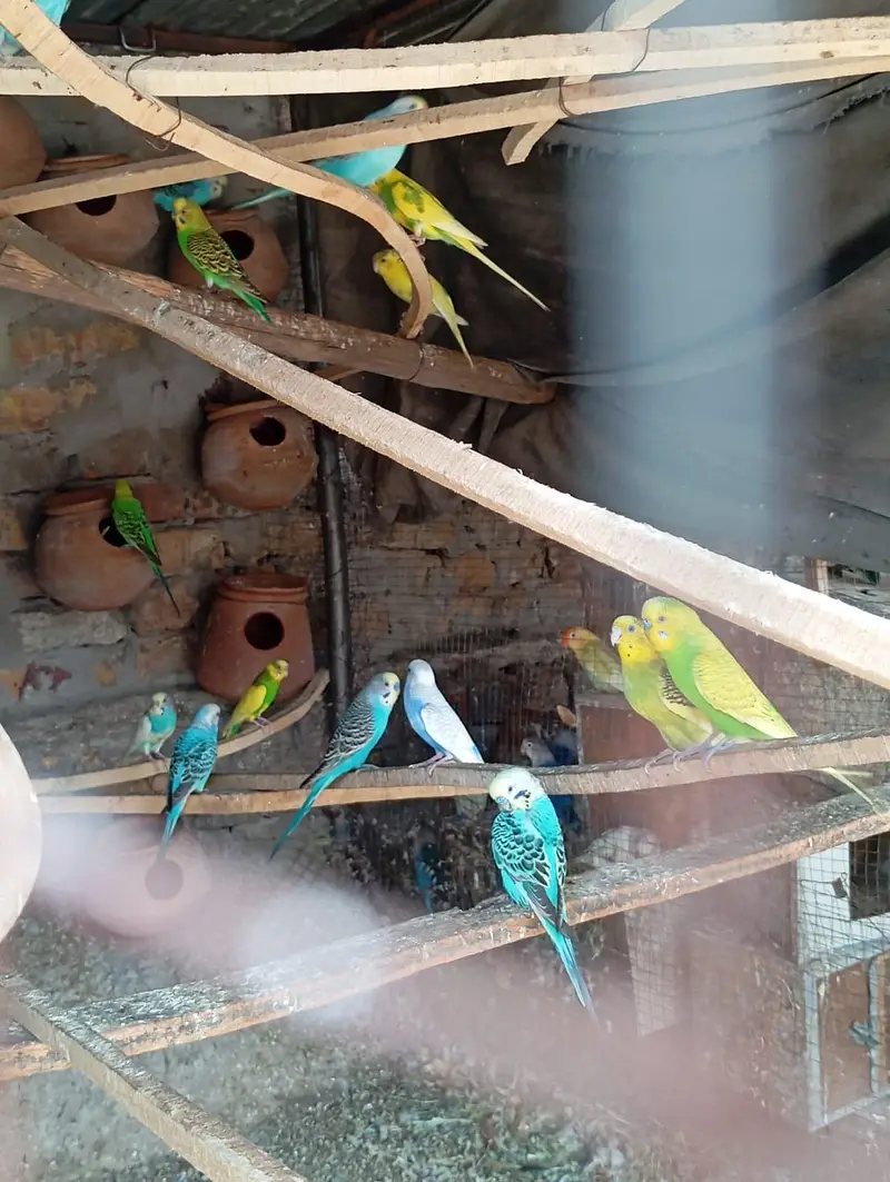 Australian parrots for sale — photo 4