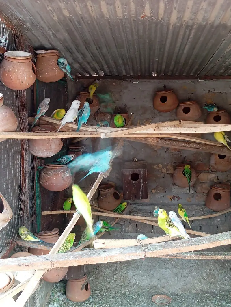 Australian parrots for sale — photo 5