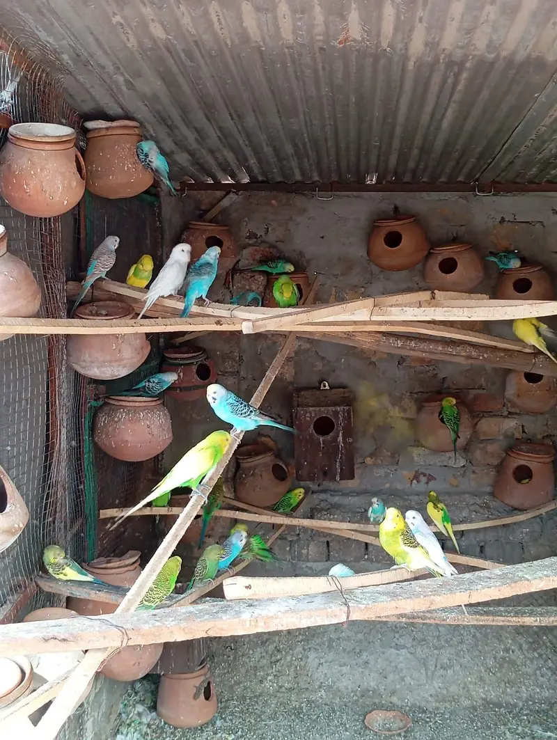 Australian parrots for sale — photo 6