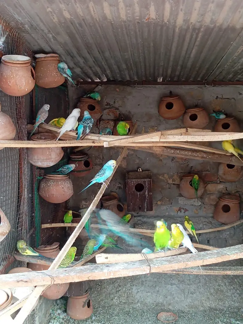 Australian parrots for sale — photo 7