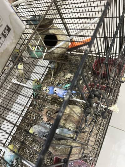 Budgies parrot for sale
