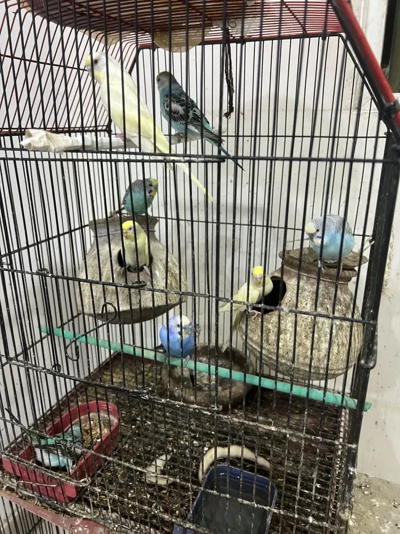 Budgies parrot for sale — photo 2