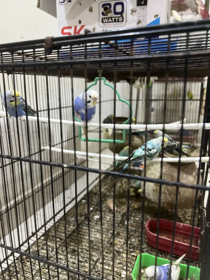 Budgies parrot for sale — photo 3