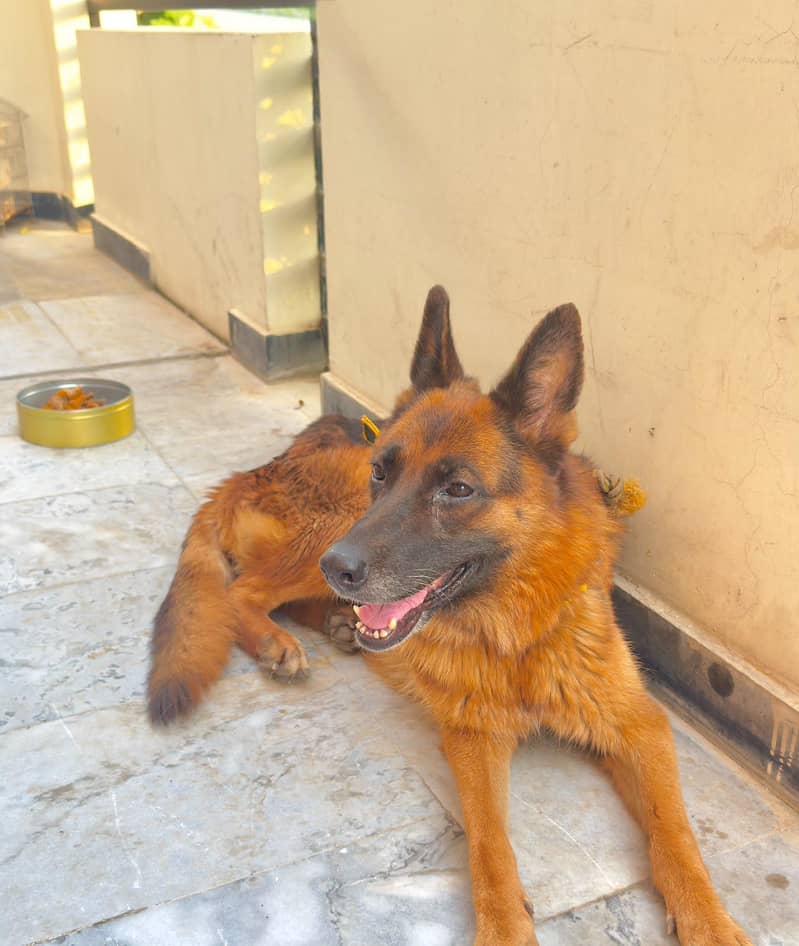 German shepherd 1
