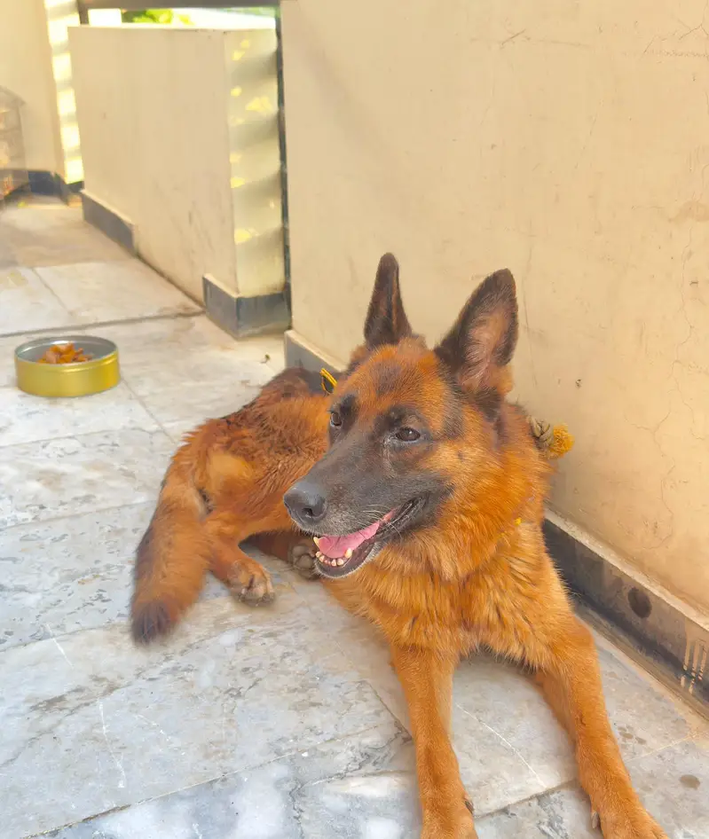 German shepherd — photo 2