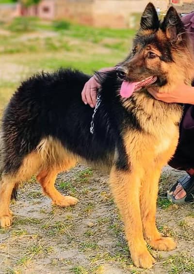 German shepherd female long Cote