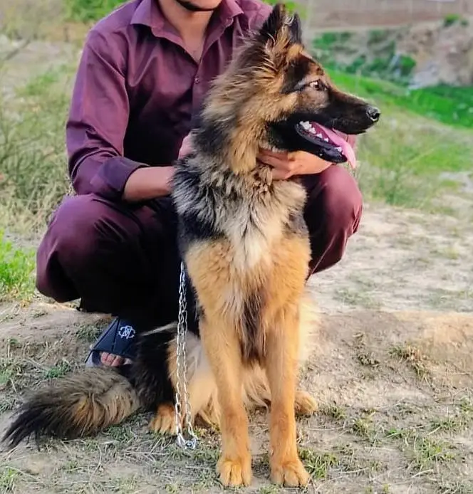 German shepherd female long Cote — photo 2