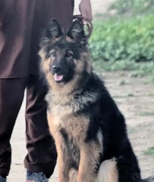 German shepherd female long Cote — photo 3