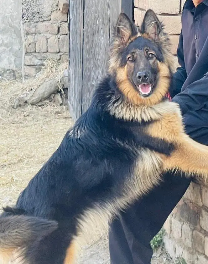 German shepherd female long Cote — photo 4