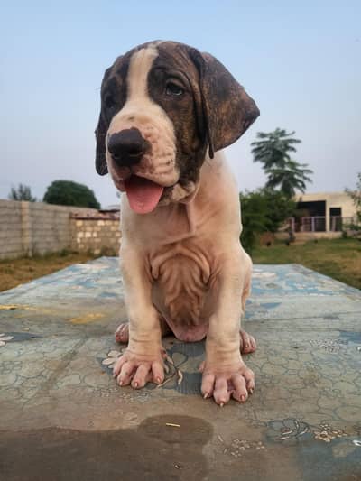 Khalis Bully Kutta Puppies/Male Puppy.