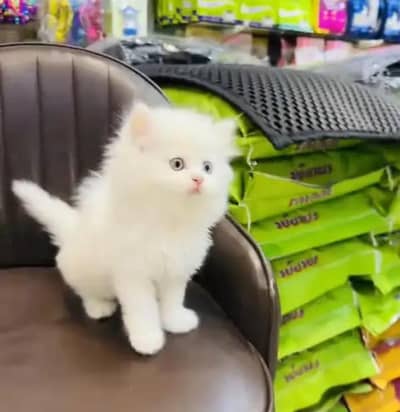 person cat for sale