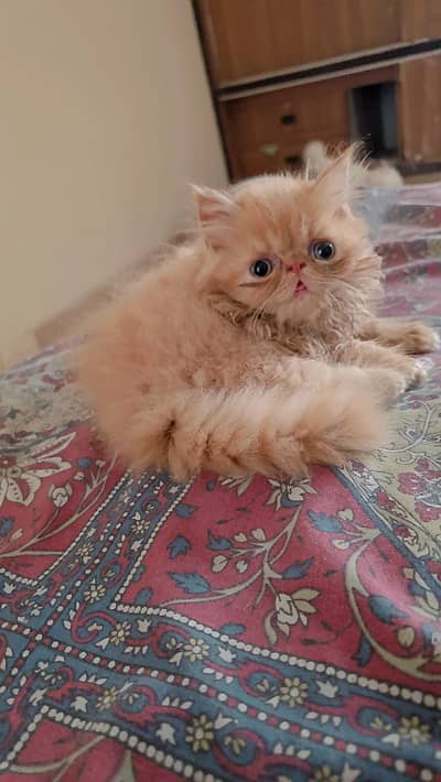 cfa male kitten for sale /sell