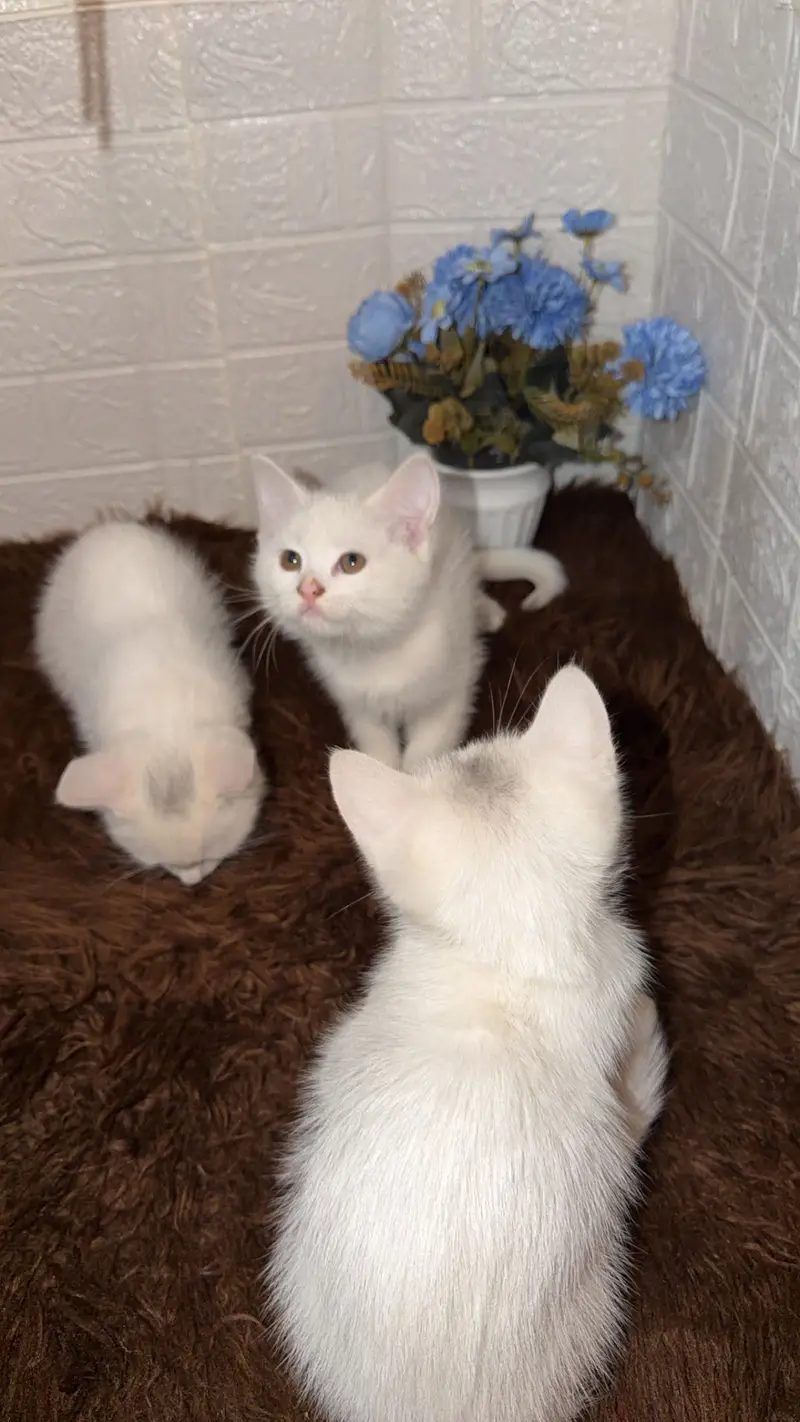 Selling cats — photo 2