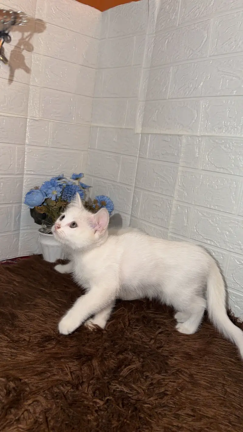 Selling cats — photo 3