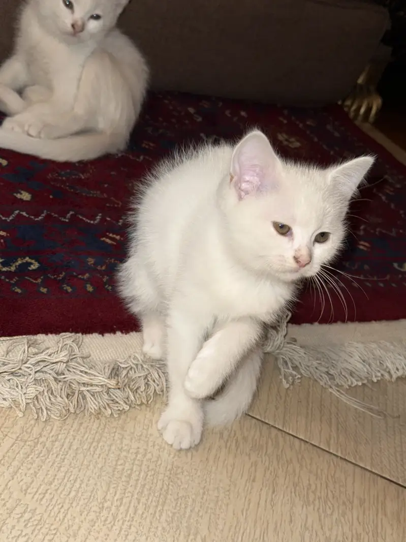 Selling cats — photo 4