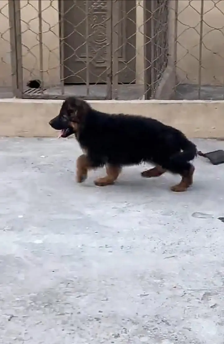 German Shepherd long coat puppies for sale my WhatsApp 03440066156 — photo 2