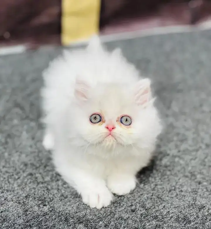 person cat for sale — photo 3