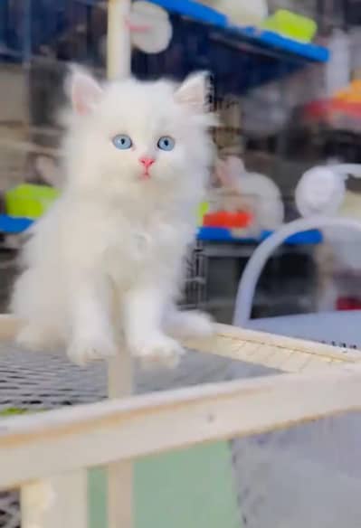 person cat for sale