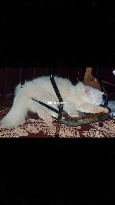 white fluffy male Persian cat