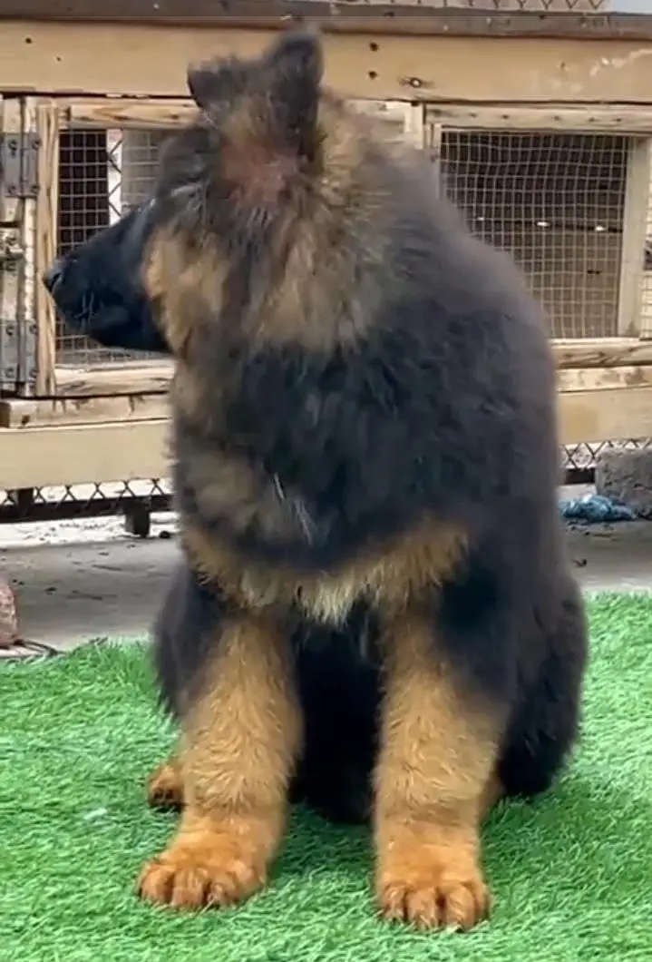German Shepherd long coat puppies for sale my WhatsApp 03440066156 — photo 2