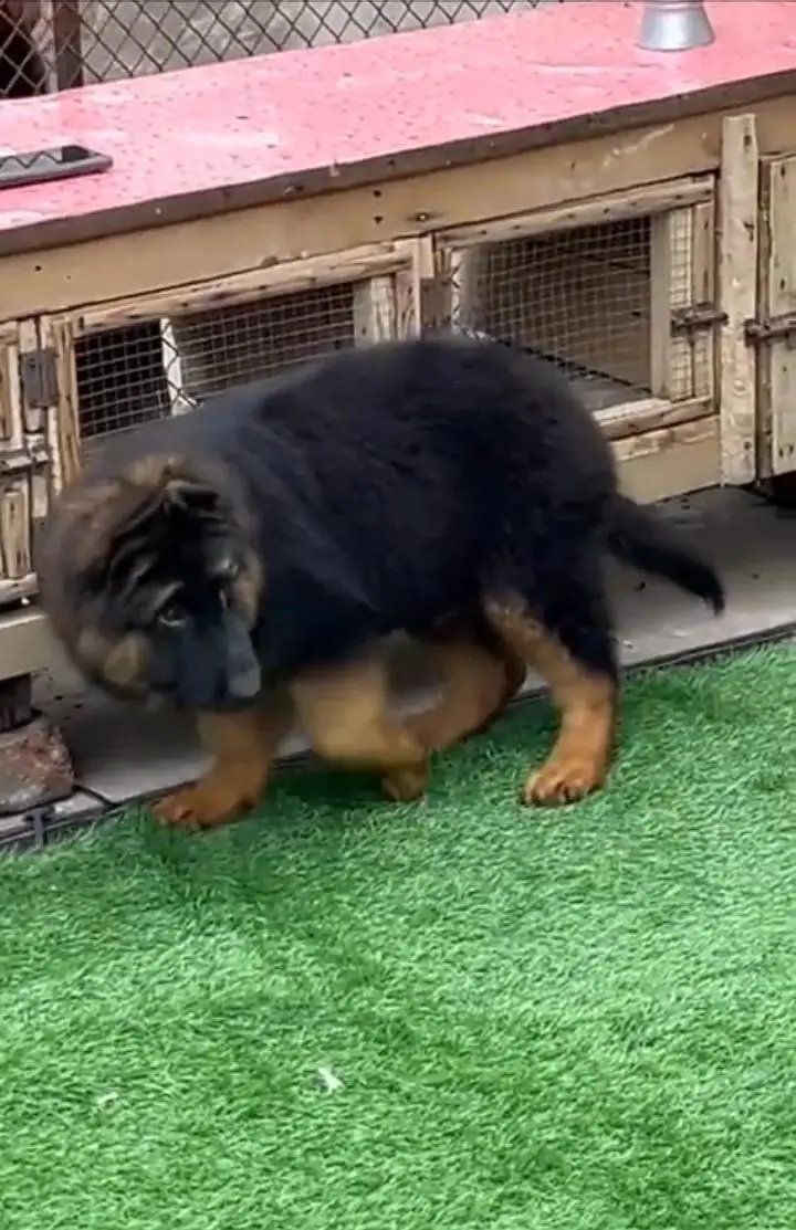 German Shepherd long coat puppies for sale my WhatsApp 03440066156 — photo 3
