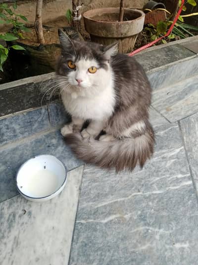 Persian cat for sale