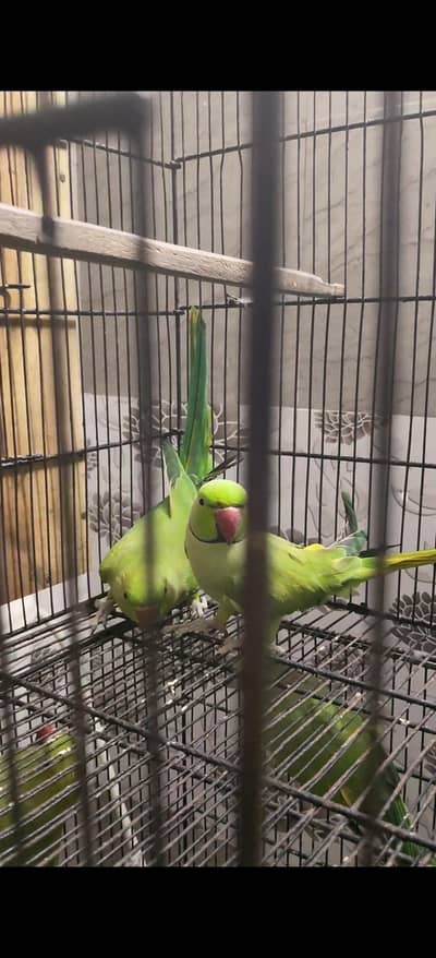 cages for sale