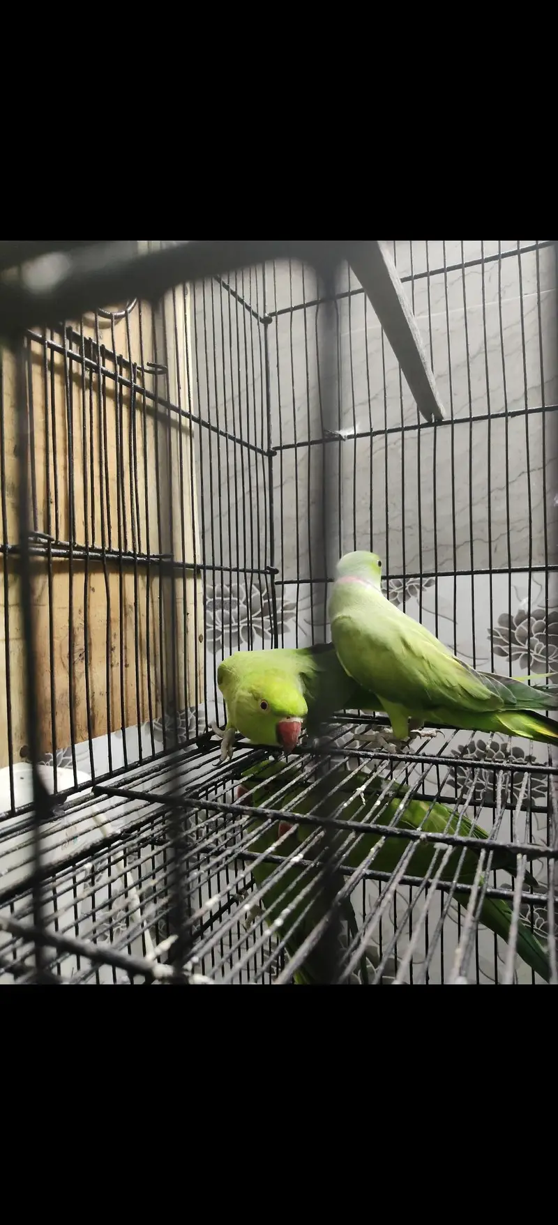 cages for sale — photo 7