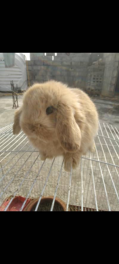 Holland lop bunys