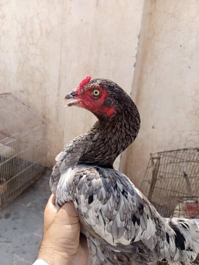 khaki Aseel Madi for sale
