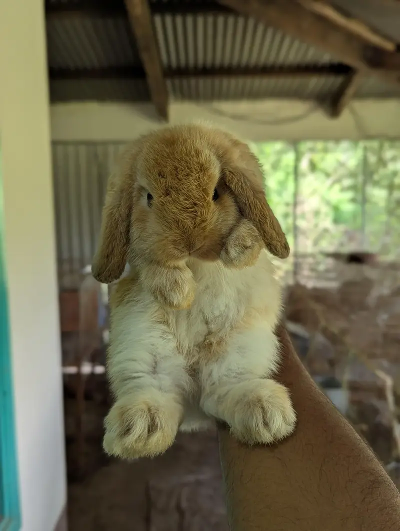 Holland lop bunys — photo 2