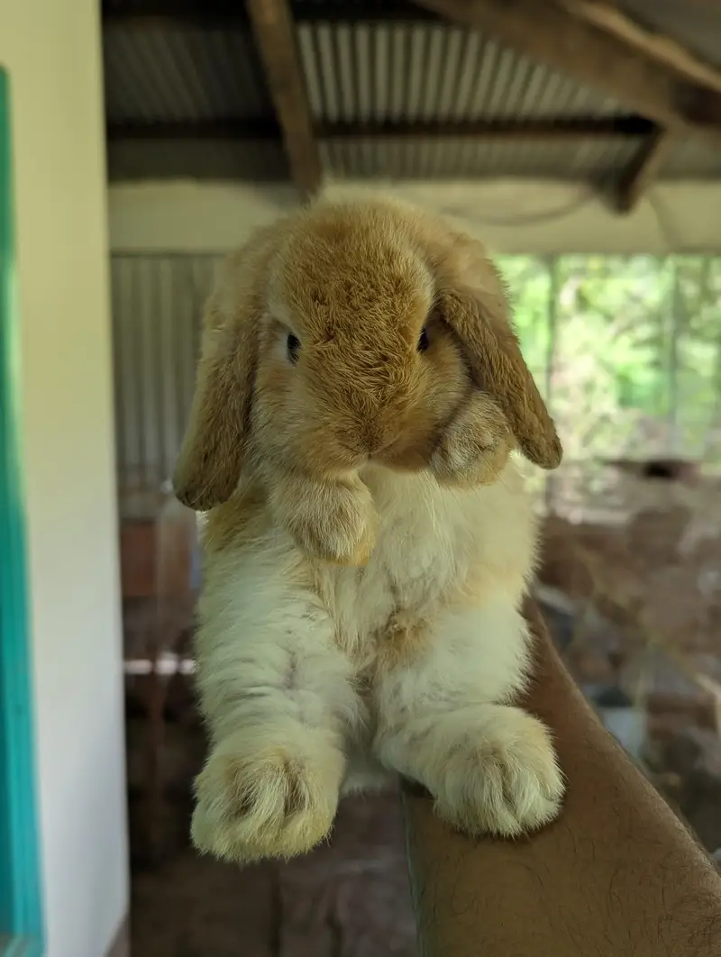 Holland lop bunys — photo 3