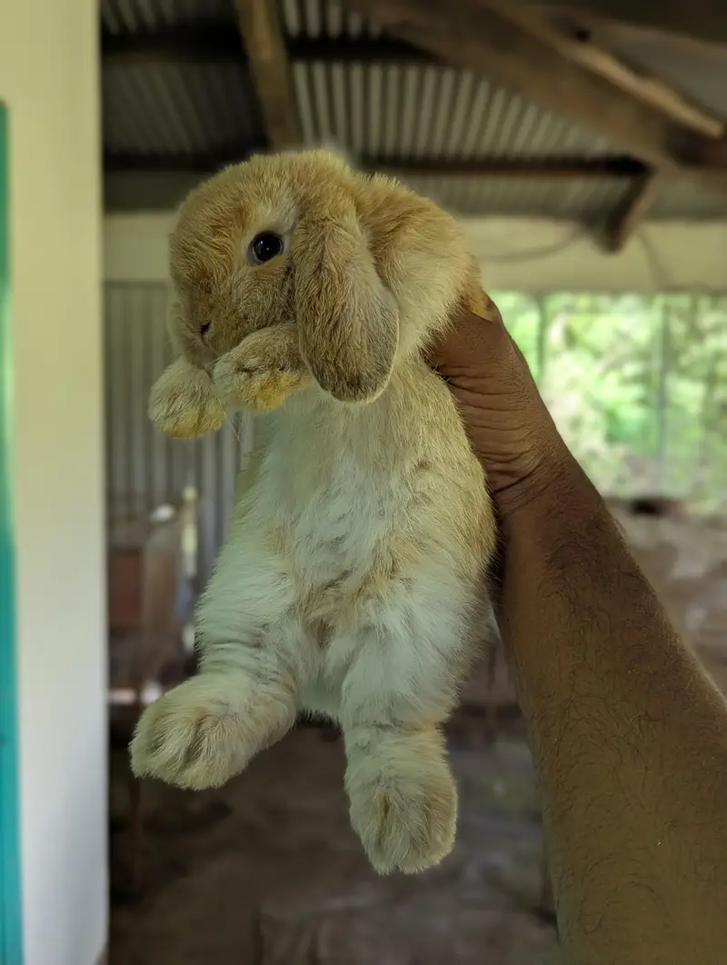 Holland lop bunys — photo 4
