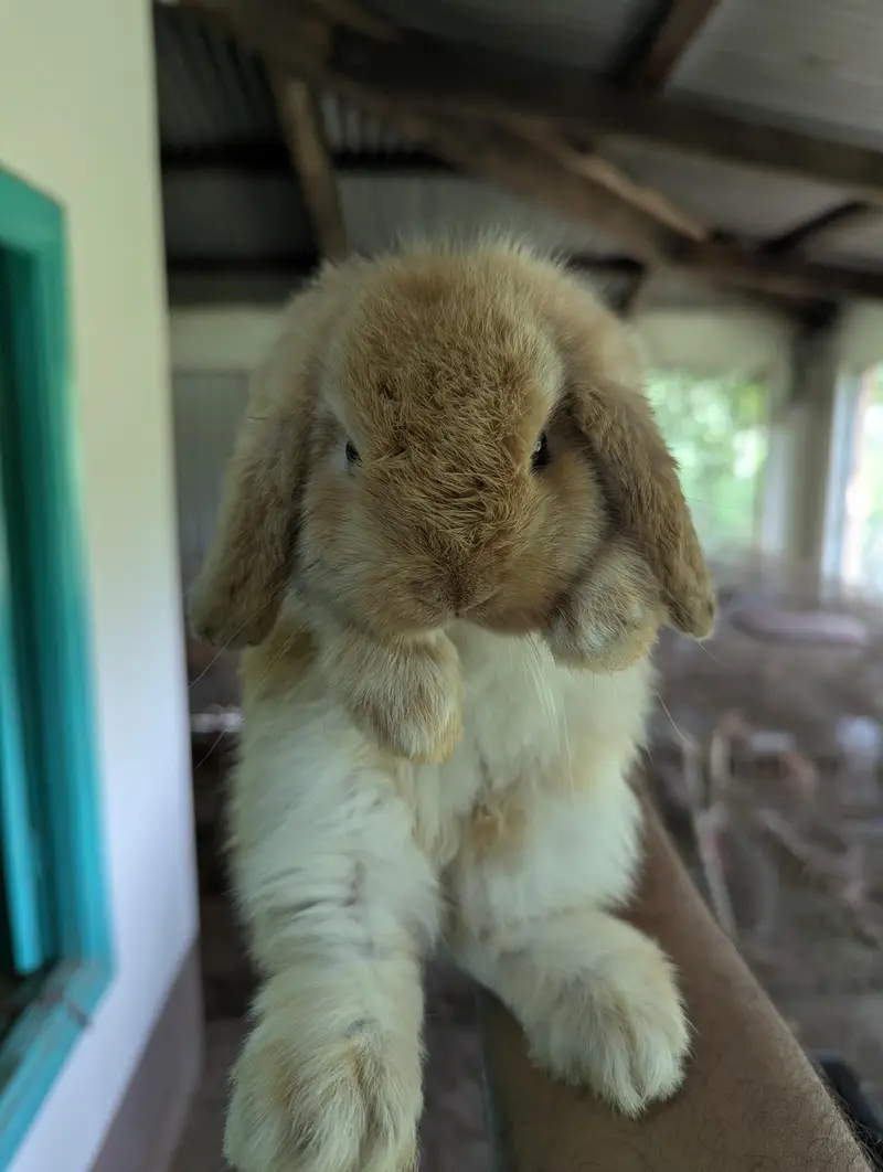 Holland lop bunys — photo 5