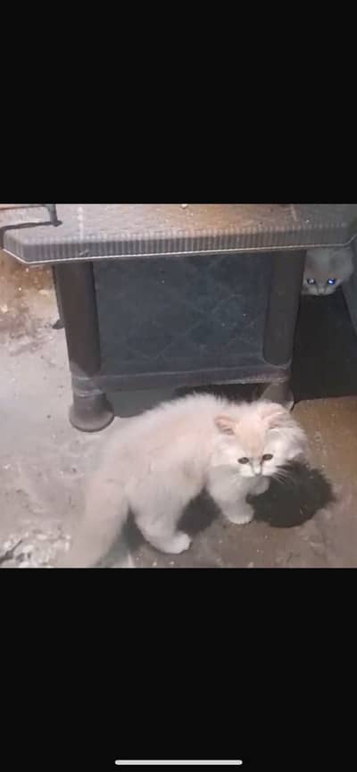 Male kitten for sale